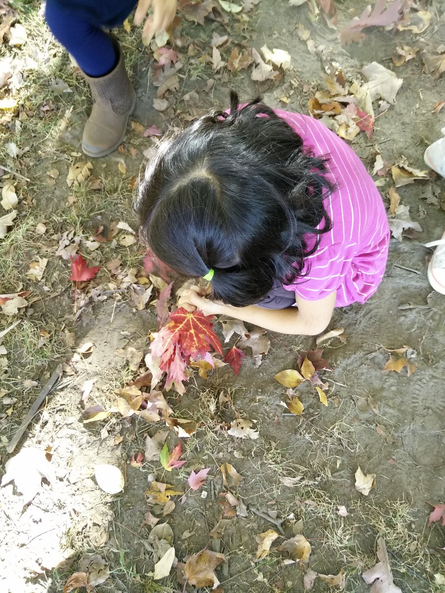 MsLisClass's tweet photo. October 19, 2016 - Finding more interesting things during our outdoor exploration! https://t.co/NaoS6u6vuO