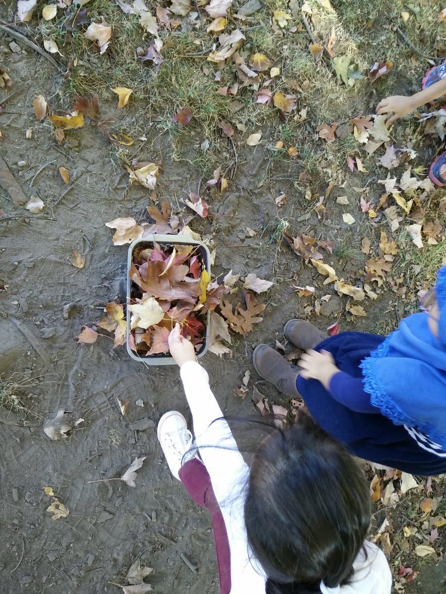 MsLisClass's tweet photo. October 19, 2016 - Finding more interesting things during our outdoor exploration! https://t.co/NaoS6u6vuO