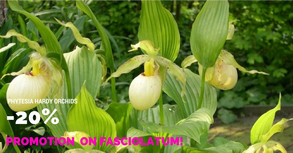 HardyOrchid's tweet photo. -20 OFF the Cypripedium Fasciolatum hardy orchid this weekend.
Just register to the Phytesia club:
https://t.co/SWvfDzCsYK https://t.co/M0h76qB2A1