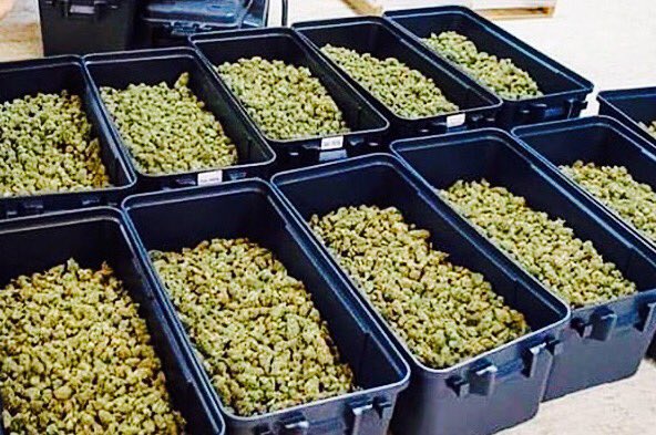 weednsnacks's tweet photo. If I had a nug for every lighter I lost https://t.co/uzEK36xYcS