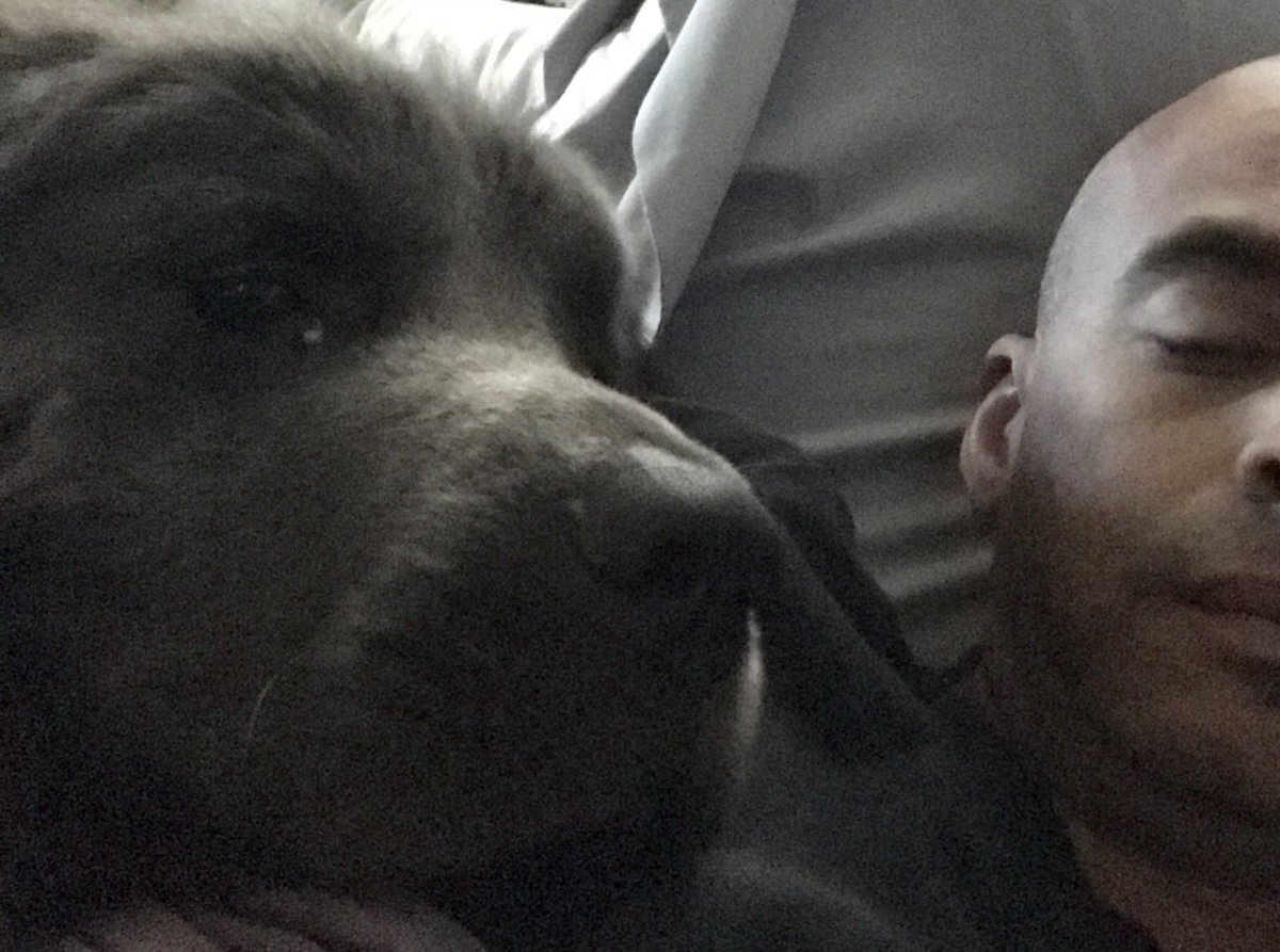 GNewfie's tweet photo. "I'm about to rudely awaken him!" #newfoundlandog #newfie #puppies #bigbreeddogs https://t.co/T2d7xCAWPg