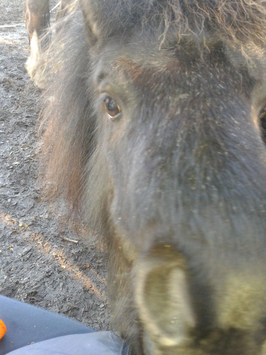 Toppystarponies's tweet photo. ohhhh check us out finally joined #Twitter ...the ponies want to tweet instead of neigh lol #toppystarponies https://t.co/loxj4XLm2T