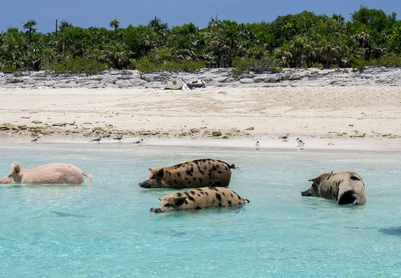 19 Places Animal Lovers Should Visit Before They Die zoot.li/dfisd