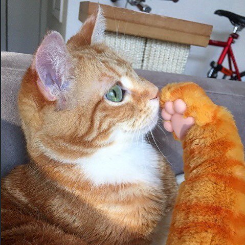 mycatpaw's tweet photo. #flashbackfriday When Cat Paw met Fin! @finforthewin #catpaw #bffs #catsofinstagram #catph… https://t.co/BdmqVtgXck https://t.co/d5rW9TGA2N