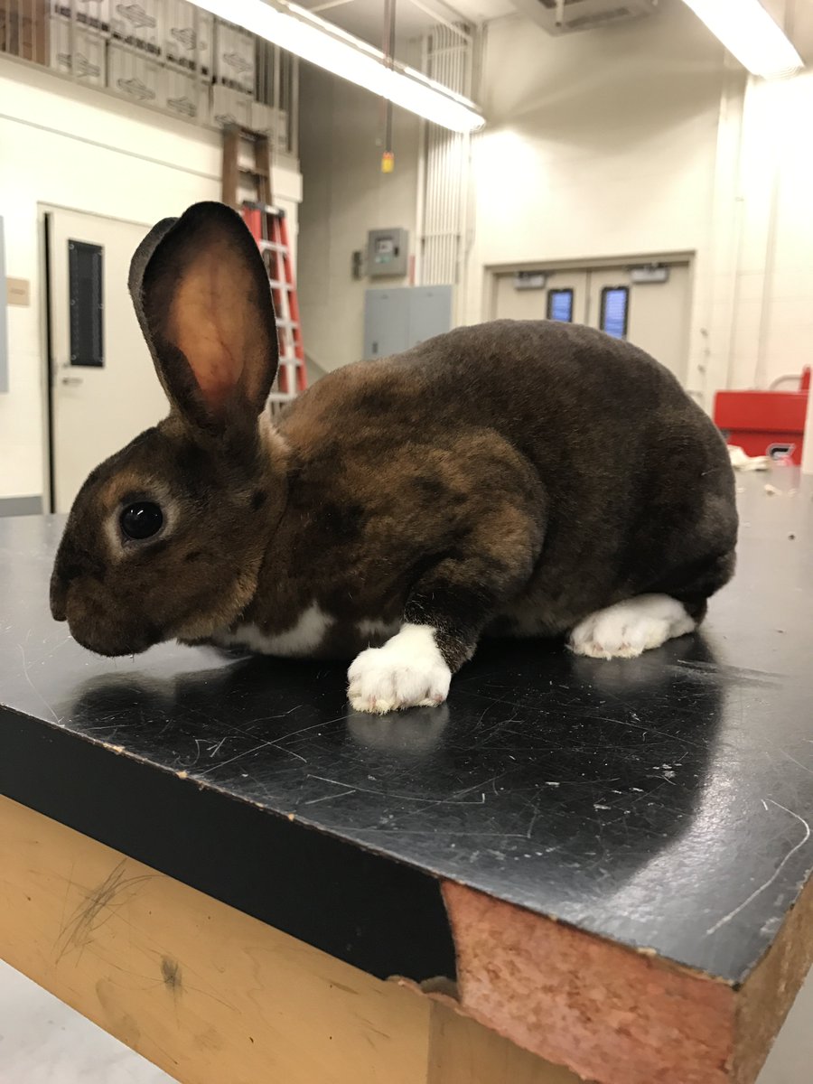 PVAgEd's tweet photo. Need a break from Wisdom Wednesday chaos? Come visit the latest addition to the PV AgEd family #PVHSProud #HandsOnLearning #SAEProject https://t.co/4KLaNrl6KR