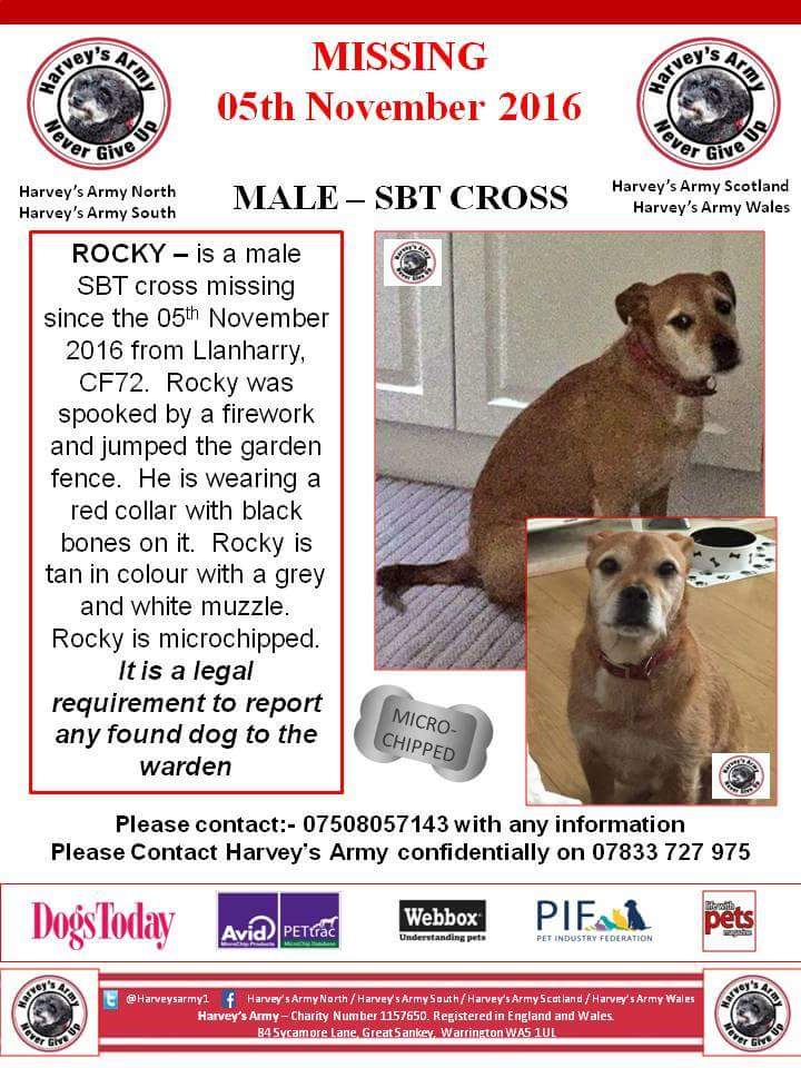 wendy gray (@rex_wendy) on Twitter photo PLS RT #SBT x #Missingdog #Llanharry #Cardiff #Wales <a href="/Asamsakti/">Dil</a> <a href="/SnowCalmth/">Vadim Dovganyuk</a> <a href="/Animals1st/">Animals1st</a> <a href="/Animal_Watch/">🌎Animal Watch</a> @Team4Nature300 <a href="/CardiffDogs/">Friends of the Dogs</a> PLS RT #SBT x #Missingdog #Llanharry #Cardiff #Wales <a href="/Asamsakti/">Dil</a> <a href="/SnowCalmth/">Vadim Dovganyuk</a> <a href="/Animals1st/">Animals1st</a> <a href="/Animal_Watch/">🌎Animal Watch</a> @Team4Nature300 <a href="/CardiffDogs/">Friends of the Dogs</a>