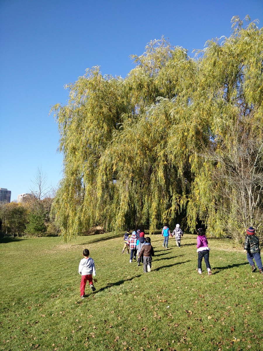 MsLisClass's tweet photo. November 7, 2016 - An afternoon walk to a park by the Science Centre to look for more leaves! This time we were looking for certain kinds! https://t.co/8REGgjYeuN