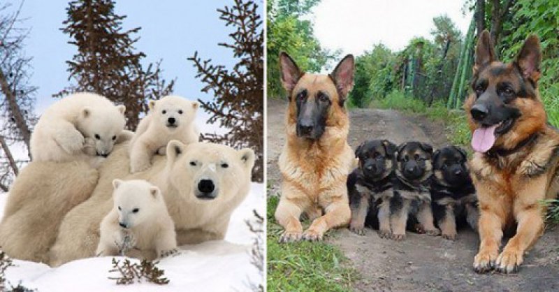 Helen_990's tweet photo. #animallover #dogs #polarbears https://t.co/M9mg20MKNd