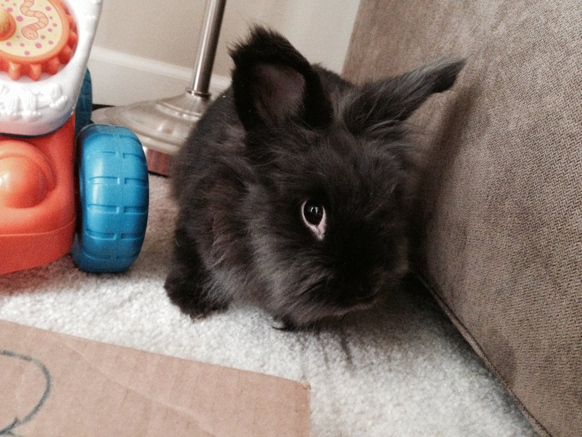 DennisHopperBun's tweet photo. Roses are red,
Violets are blue.
Carrots are orange,
Let me eat a few.

Celebrating my 6th birthday with extra carrots and playtime. https://t.co/wbAiKKV9dS