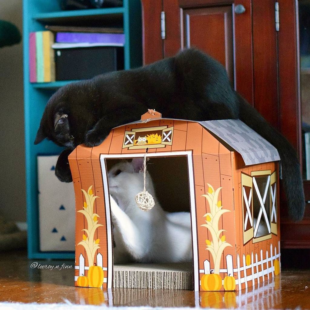 leeroy_n_finn's tweet image. Umm...there seems to be a crack in this roof... #ThoughtYouFixedItMom #TestingTheLimits #D… ift.tt/2fFwZao