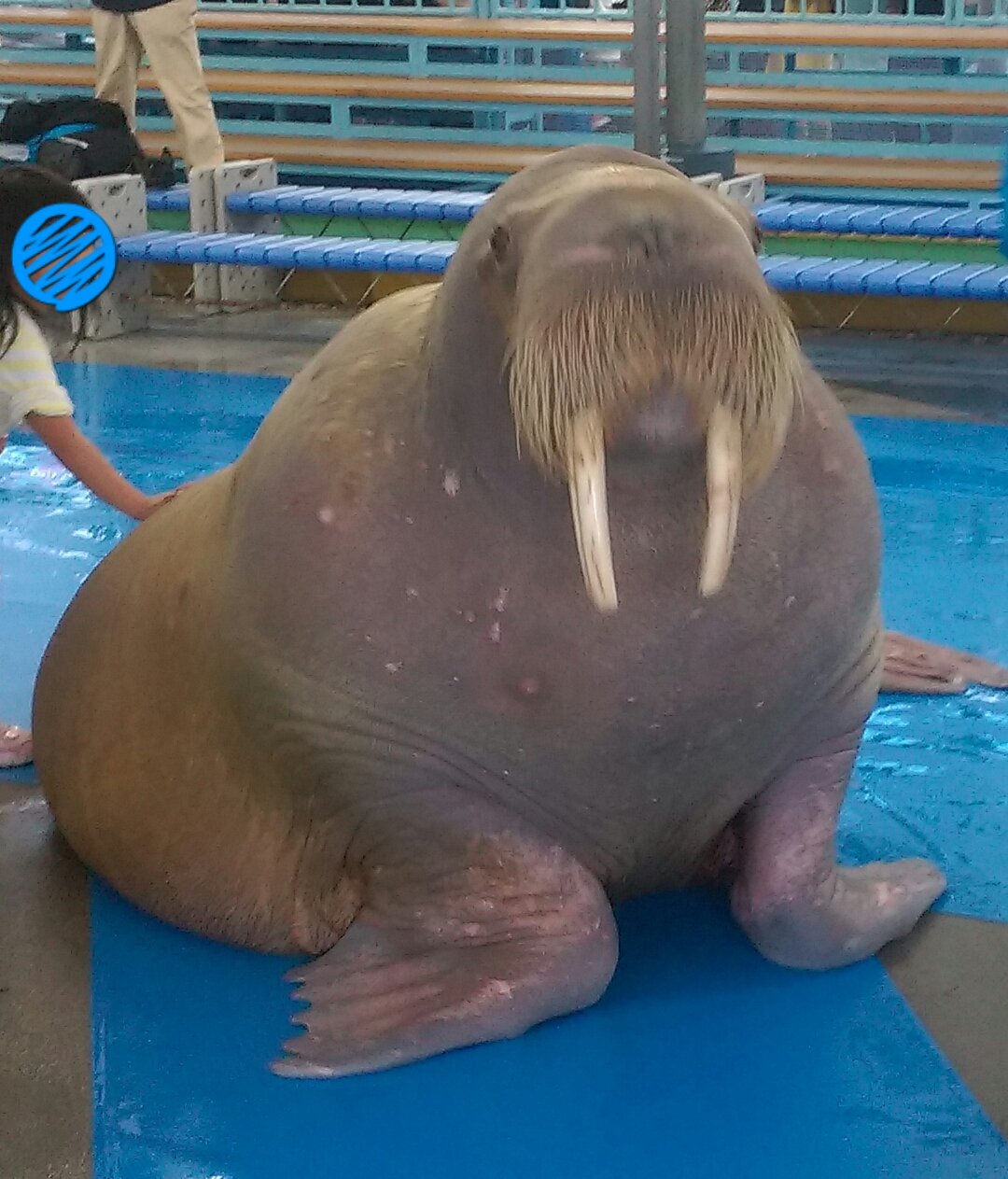 Mow ポウちゃんは 男の子だから大きいね 可愛いぃ 鳥羽水族館 セイウチ ポウちゃん T Co 2pvtquhgeq Twitter