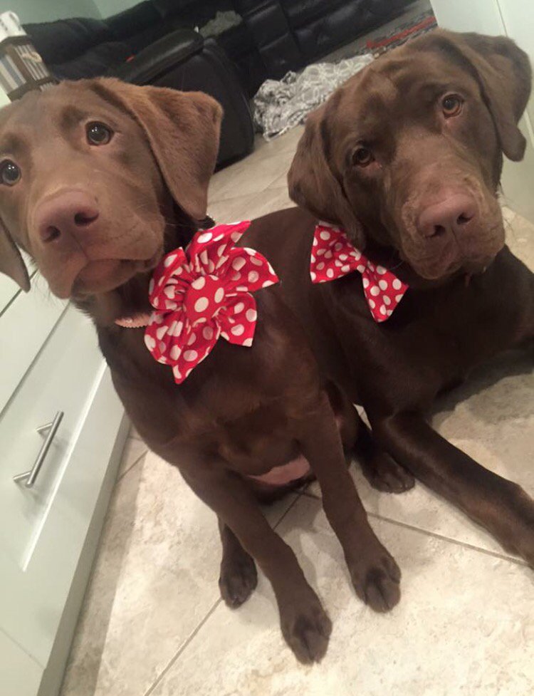 fancyface651's tweet photo. @bretteldredge Next time you Tour in West Palm ...play date 🐶🐶 https://t.co/nOLkHXAuZd