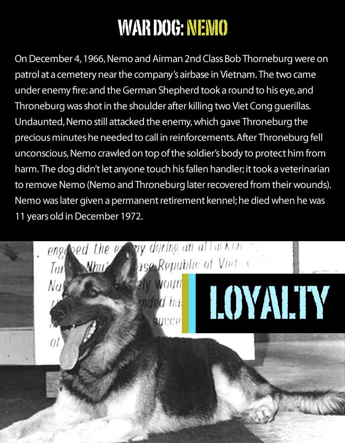 pet meds no prescription