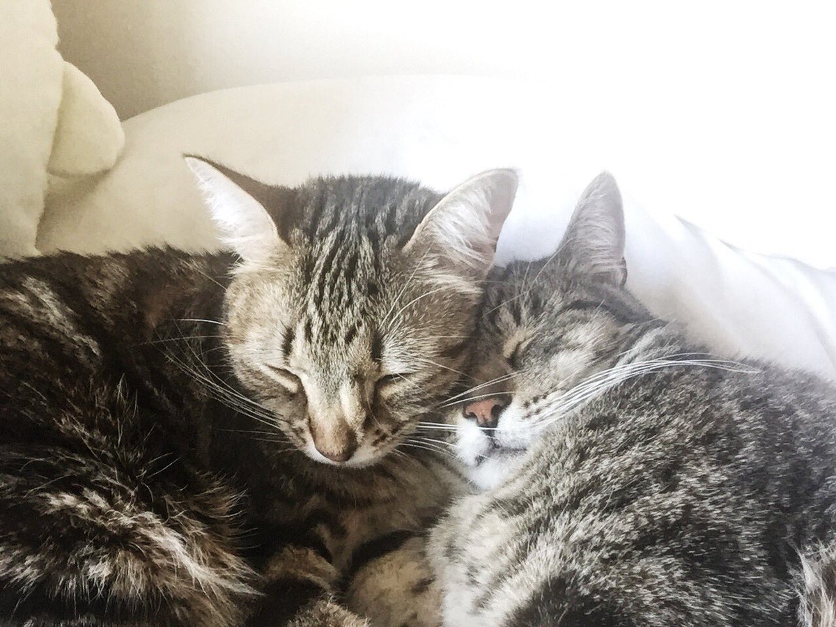 They bring me so much happiness.