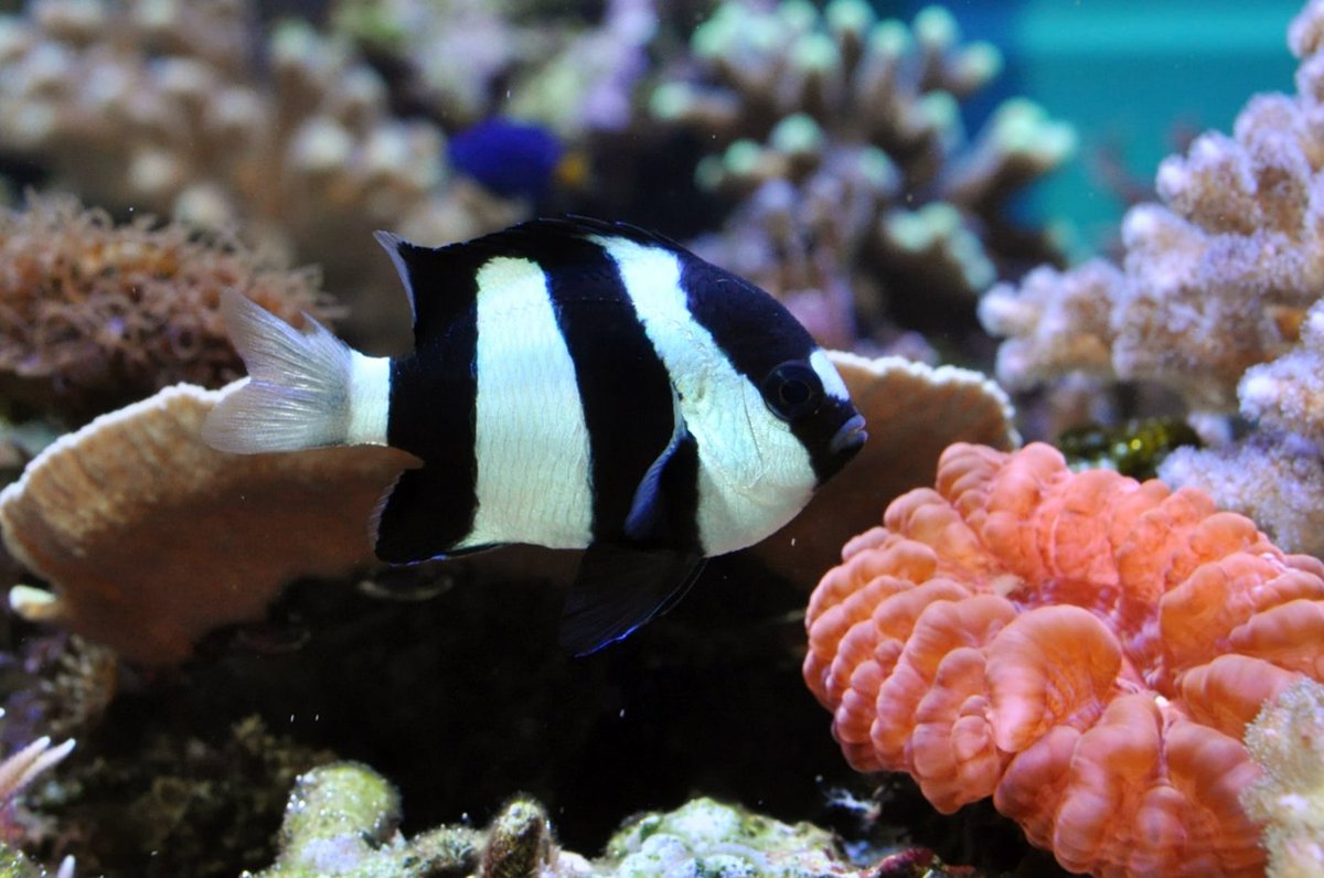 新潟市水族館マリンピア日本海 على تويتر ミスジリュウキュウスズメダイ 潮風の風景 スズキ目 スズメダイ科 ミスジリュウキュウスズメダイ属 全長8 和歌山県以南 インド 太平洋の礁湖内 眼を通る黒色横帯があり 体側の黒色横帯は背鰭で繋がる 尾鰭に黒色横帯 新潟市水族館マリンピア日本海 على تويتر ミスジリュウキュウスズメダイ 潮風の風景 スズキ目 スズメダイ科 ミスジリュウキュウスズメダイ属 全長8 和歌山県以南 インド 太平洋の礁湖内 眼を通る黒色横帯があり 体側の黒色横帯は背鰭で繋がる 尾鰭に黒色横帯