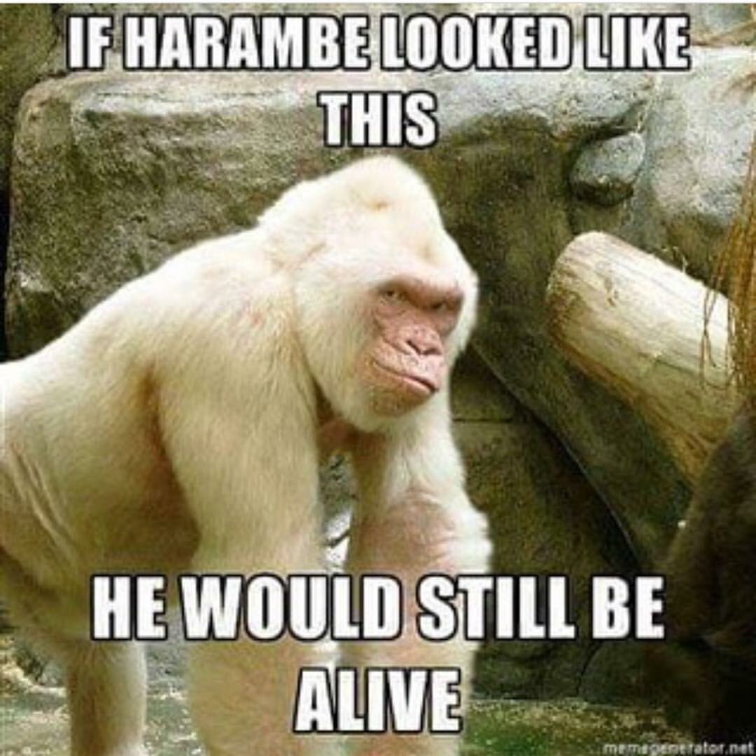 Image result for harambe meme albino gorilla
