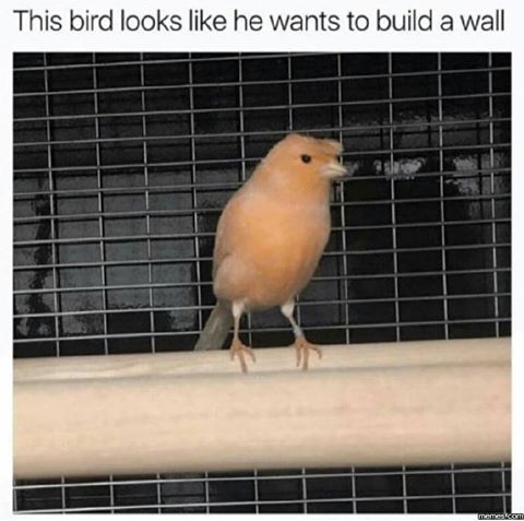 ClocktowerDrunk's tweet image. #TrumpBird #Trump