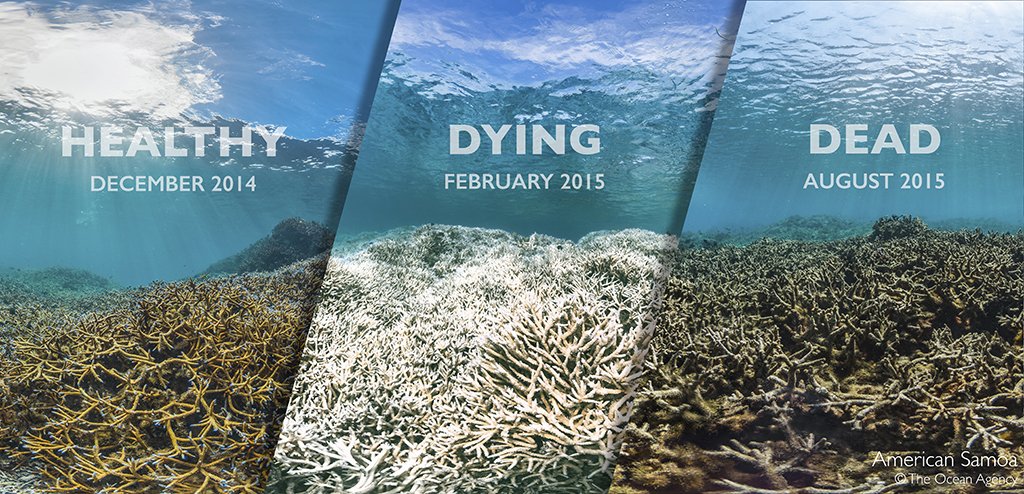 Coral reefs are already dying from warming oceans.  For their survival, emissions must be cut to keep warming below 1.5C #COP22 #Oceans
