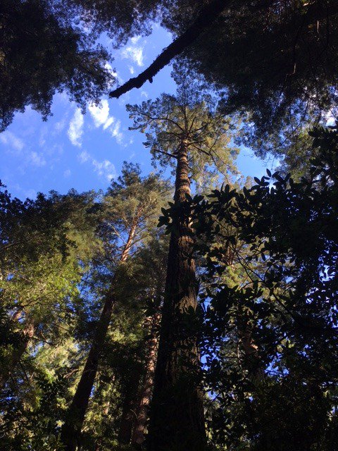 savetheredwoods's tweet photo. Take a break (virtually) in the redwoods! Check out these lovely shots taken by #EmilyBurns, our Director of Science, at @Samuel P. Taylor … https://t.co/hTq2x1ds9y