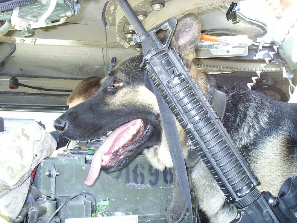 SergeantRex's tweet image. Happy #VeteransDay to all men, women, and animals who served and sacrificed! We forever honor you. 🇺🇸