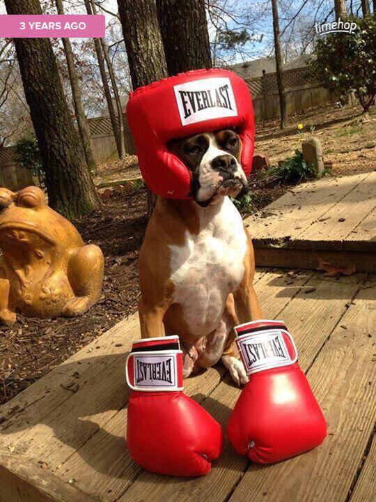 CauseWereGuys's tweet photo. Purebred boxer pup https://t.co/70xhup14GH