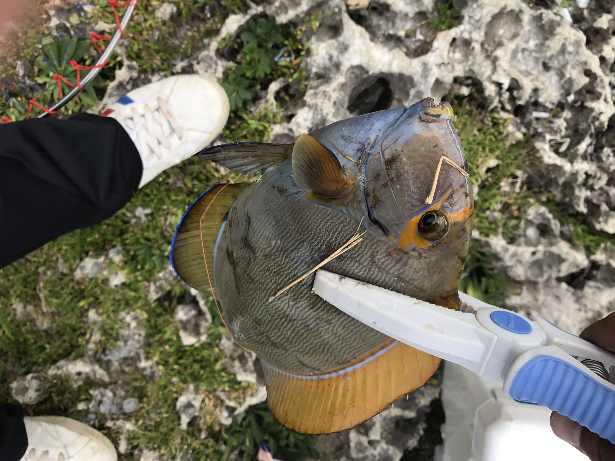 黒侍 コンバンワ 場所 伊計島大橋下 魚影はかなりこいですが 笑 オヤビッチャとか泥棒がおおいですね その下には50upのマクブ ドリー イスズミなどがちょろちょろ 季節のせいか サヨリ グル君が爆釣でした 笑 T Co Nknt1qidb0