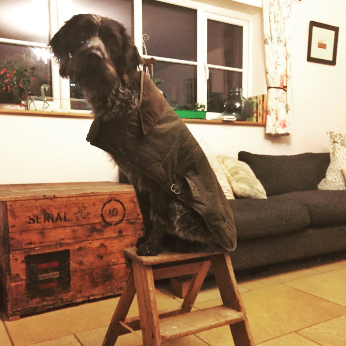 Harry is feeling regal on his throne in his new #barbourjacket thank you @guncupboard - he loves it! #gwp #barbourdog #theguncupboard