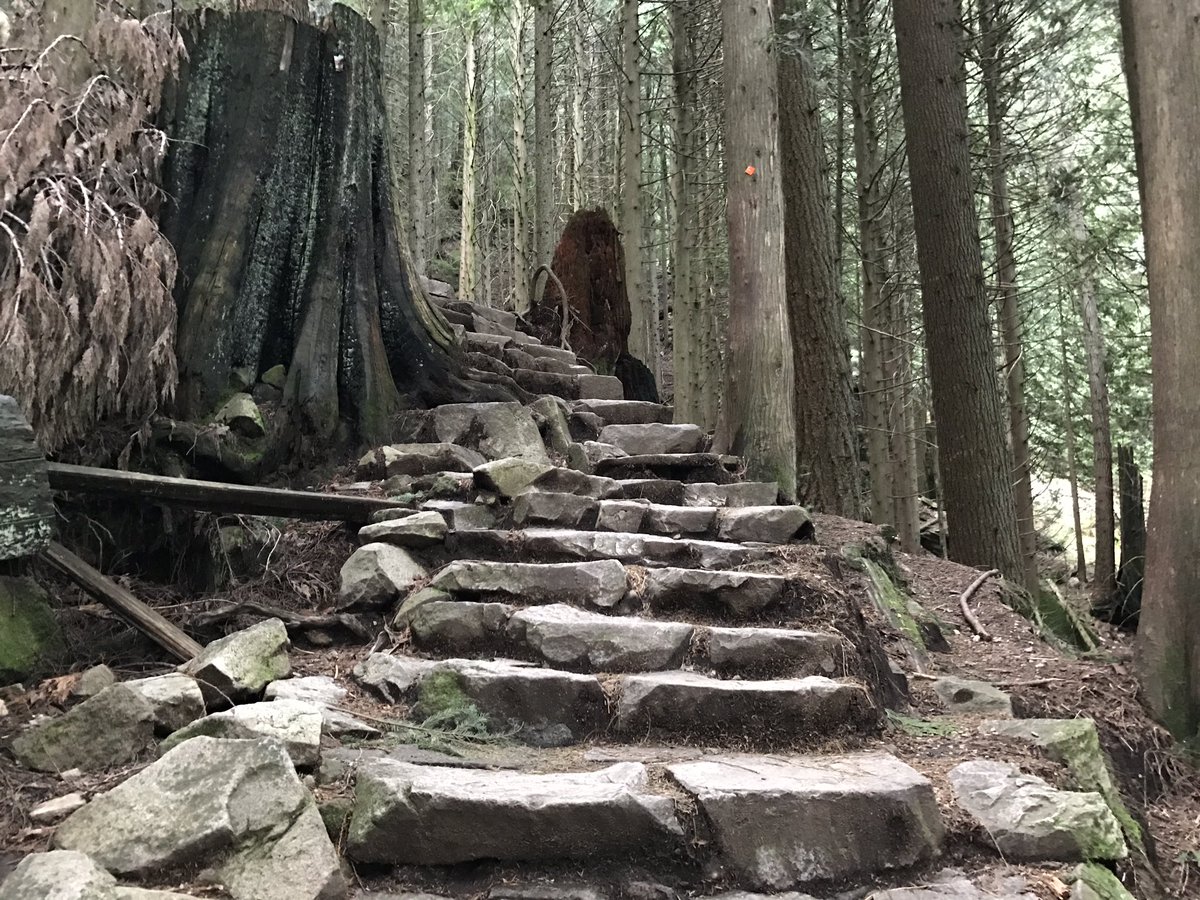 merissafb1's tweet image. Mother Nature&apos;s stair master.  #hugetrees #GrouseGrind #stellarviews