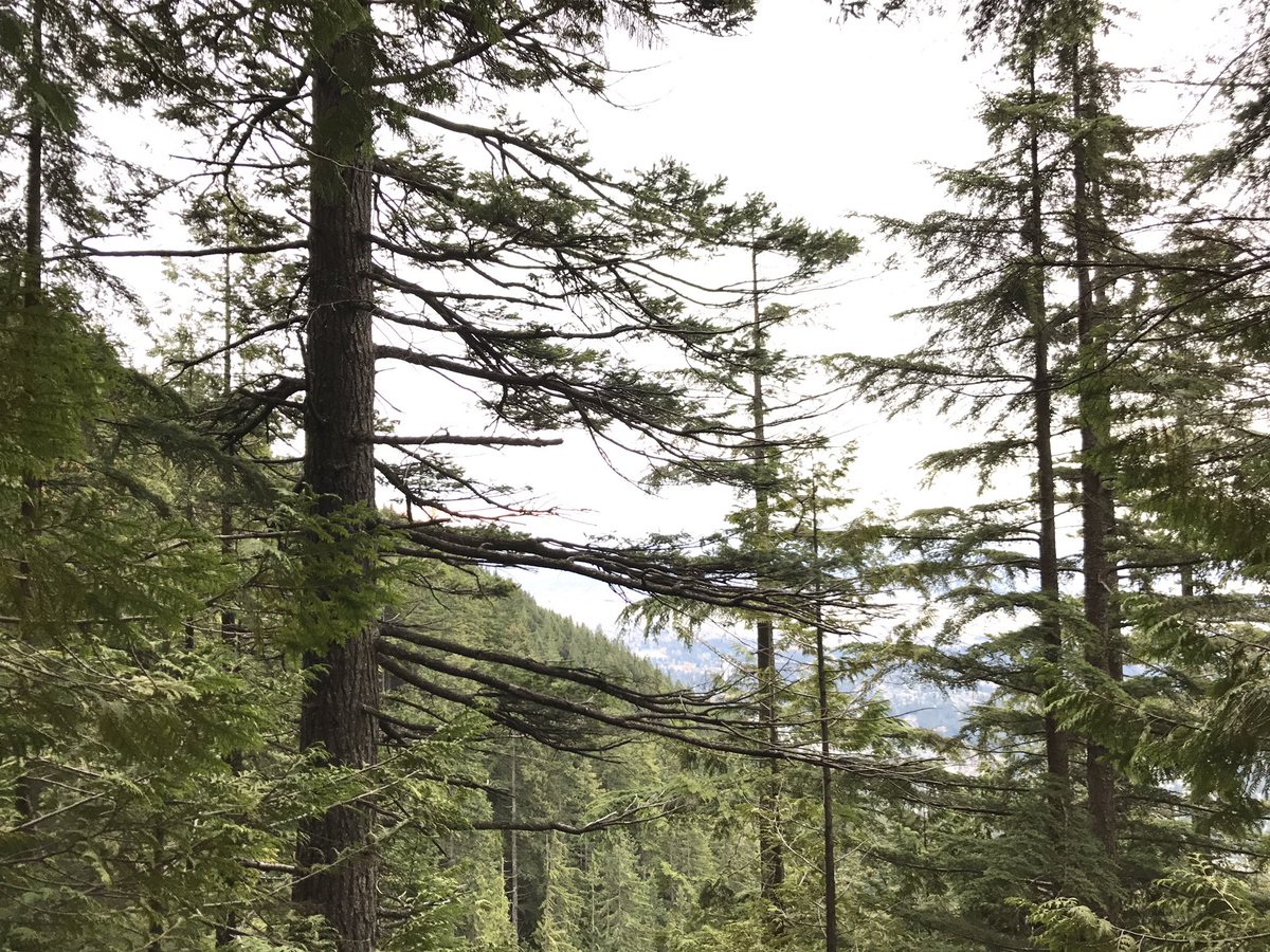 merissafb1's tweet image. Mother Nature&apos;s stair master.  #hugetrees #GrouseGrind #stellarviews