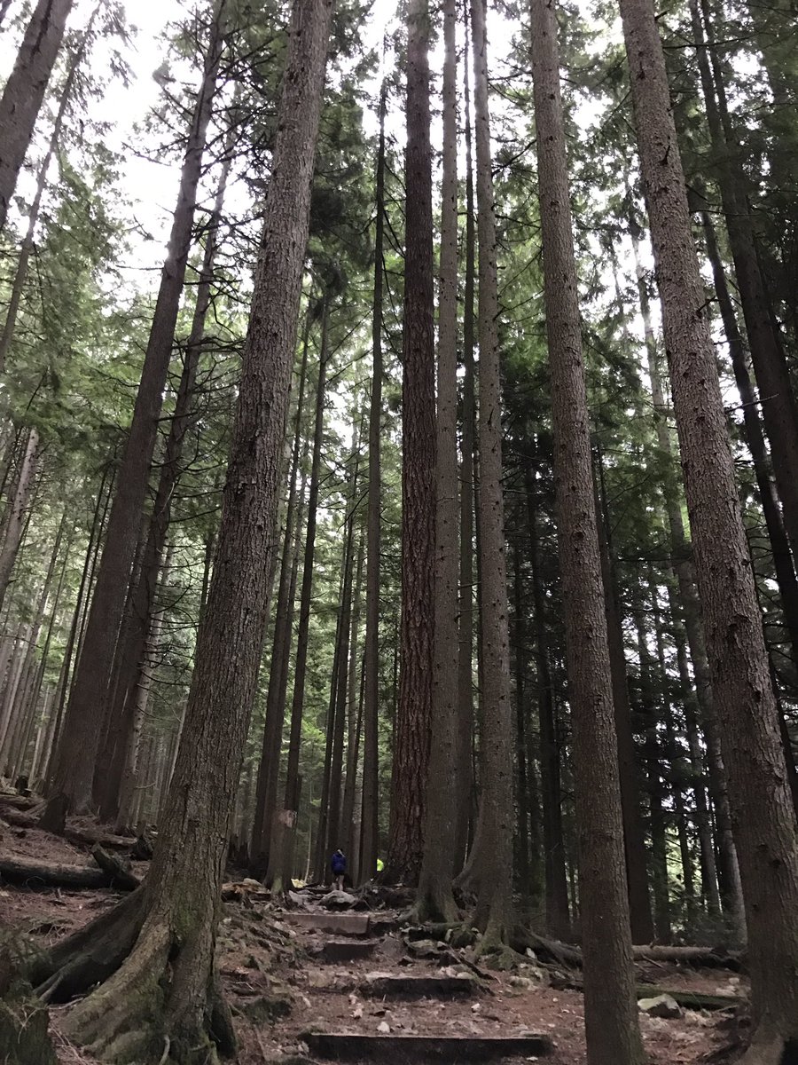 merissafb1's tweet image. Mother Nature&apos;s stair master.  #hugetrees #GrouseGrind #stellarviews