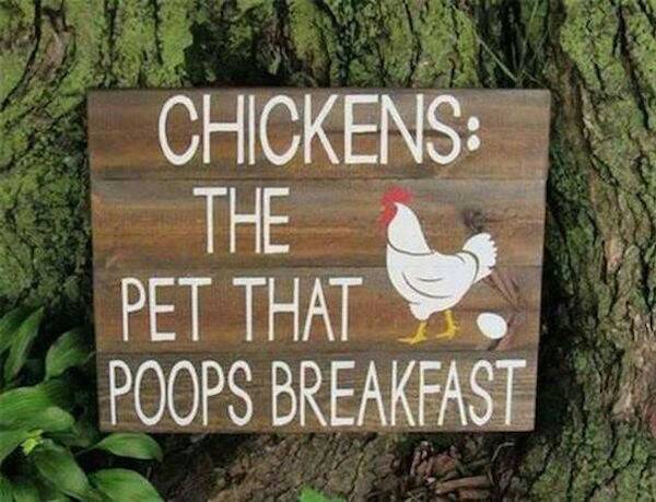 #eggs #breakfast #backyardchickens #chickens