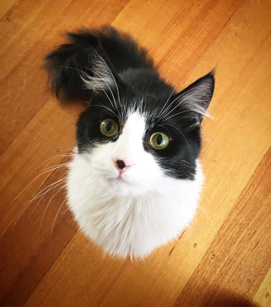 shywolfphotos's tweet photo. Sitting for his treat ๐#sylvester #catsofinstagram #cat #rescuepet #rescuedpetsofinstagram #rescuedcats https://t.co/RLsuDNizHr