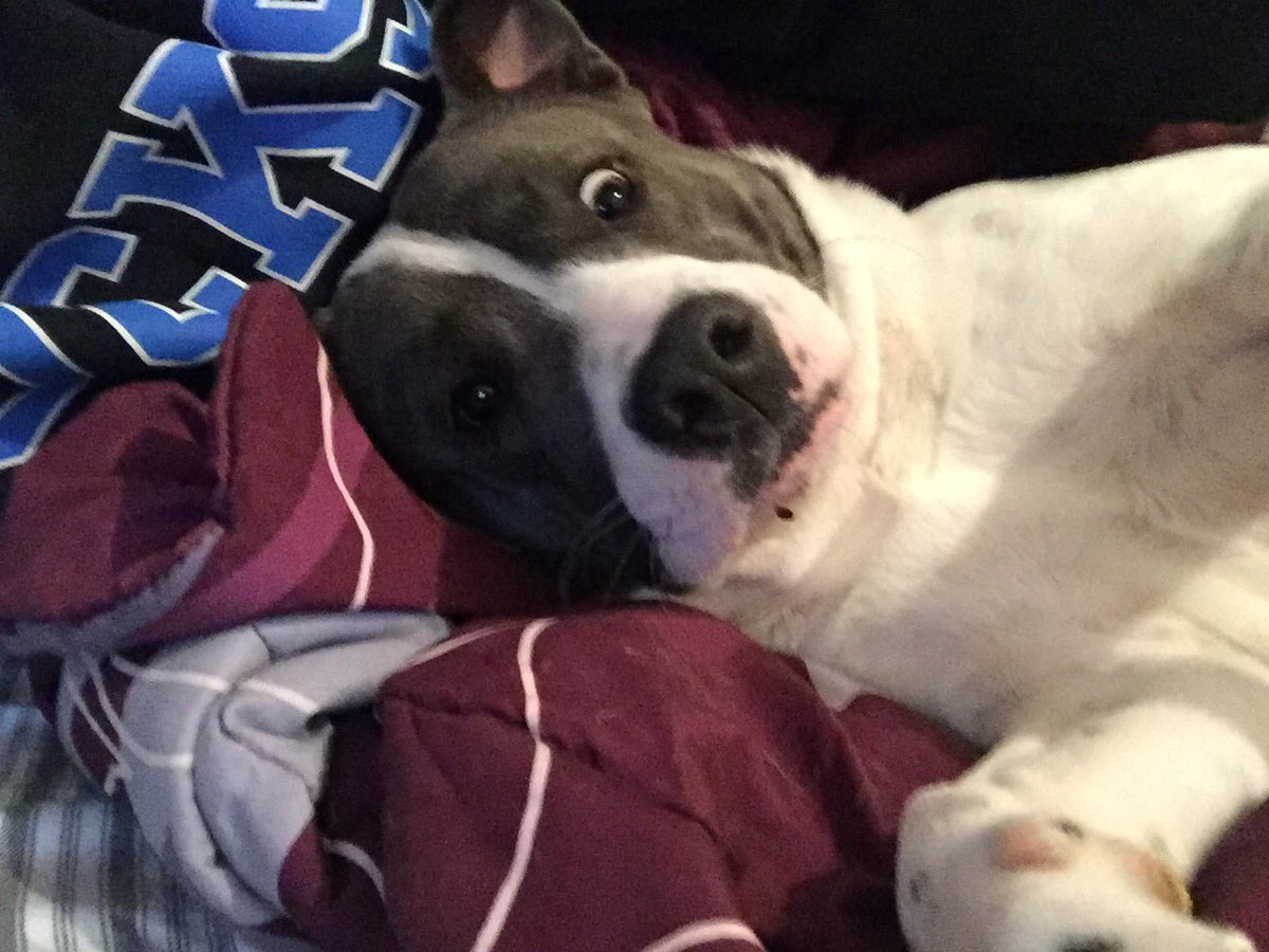 LovelySlays's tweet photo. My dog thanks to @SwapKingSty 💖 thanks babe you're the best 😘 https://t.co/3nWVOkU7Av