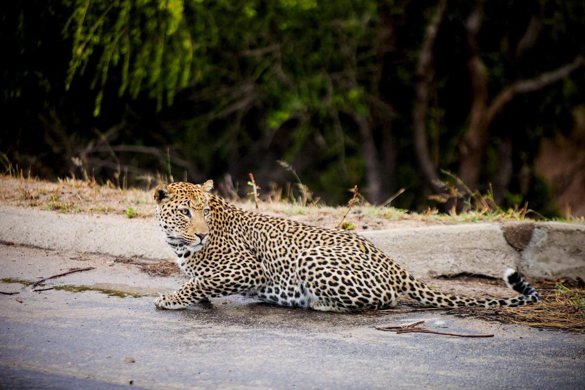 DriftingVisual's tweet photo. Guess who we met at the gate of the Kruger National Park...? :) @BazBus #4daykrugertour #bazbus #safari #shoutafrica #kruger #driftingvisual https://t.co/13JDDq6vlA