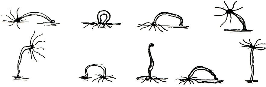 Коралловые полипы 7 класс биология. Коралловые полипы биология 7. Класс коралловые образ жизни. Характеристика класса коралловые полипы 7 класс. Сообщение по биологии на тему коралловые полипы.