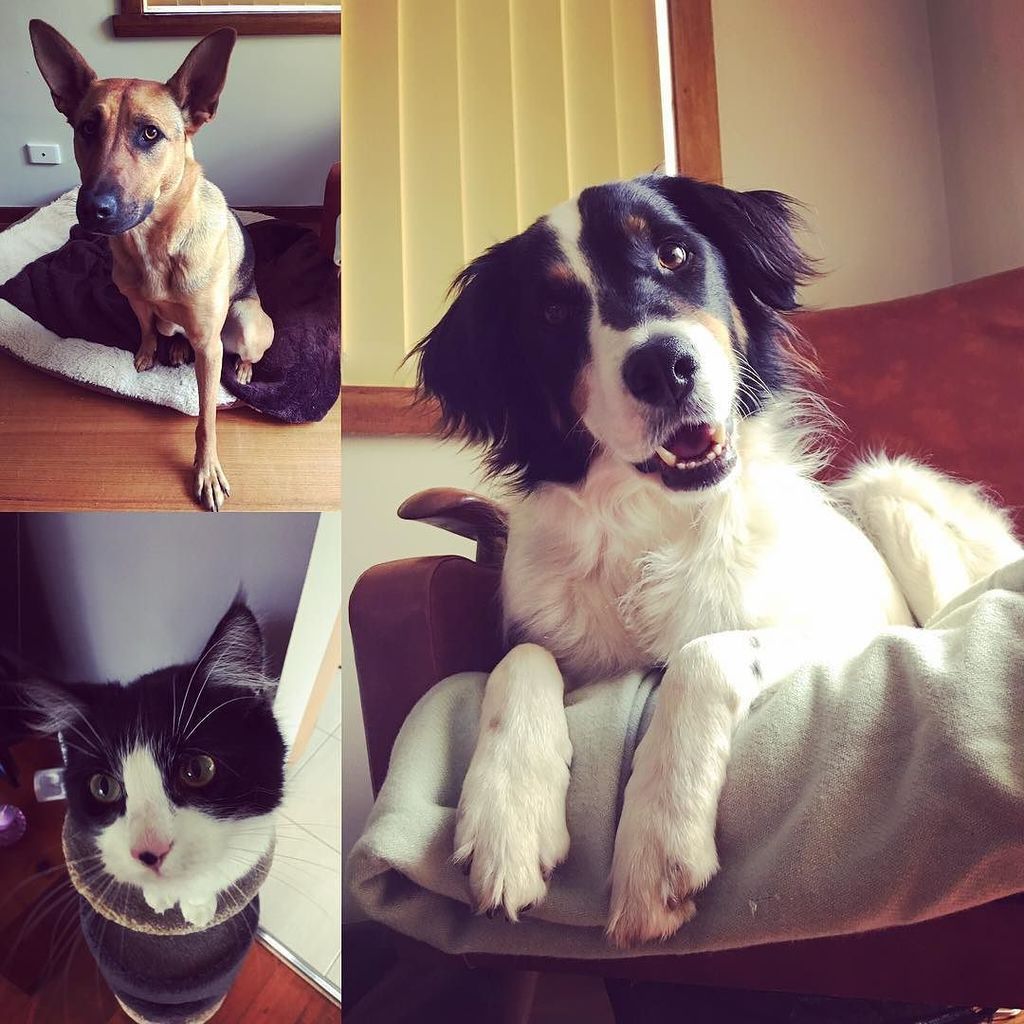 shywolfphotos's tweet photo. Hanging out with the kids while it's raining outside๐๐ถ๐ฑ #rescuedpetsofinstagram #rescuedog #rescuecat #chucktherescโฆ https://t.co/AtiZ1A4HgN