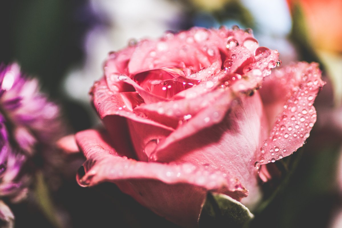 Koukichi_T's tweet photo. https://t.co/n985rvW4ZV #ファインダー越しの私の世界 #ktpics #EyeEm #flower #mutedcolor #macro #rainyday #花 #マクロ #雨 #しずく https://t.co/nE6UTL79c3