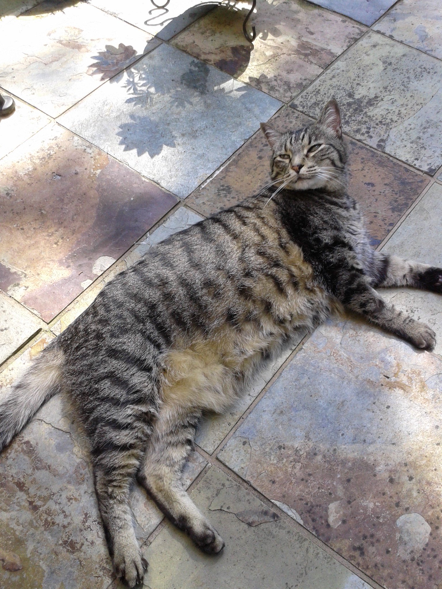 Uptown Cosplay On Twitter This Morning I Found My Cat