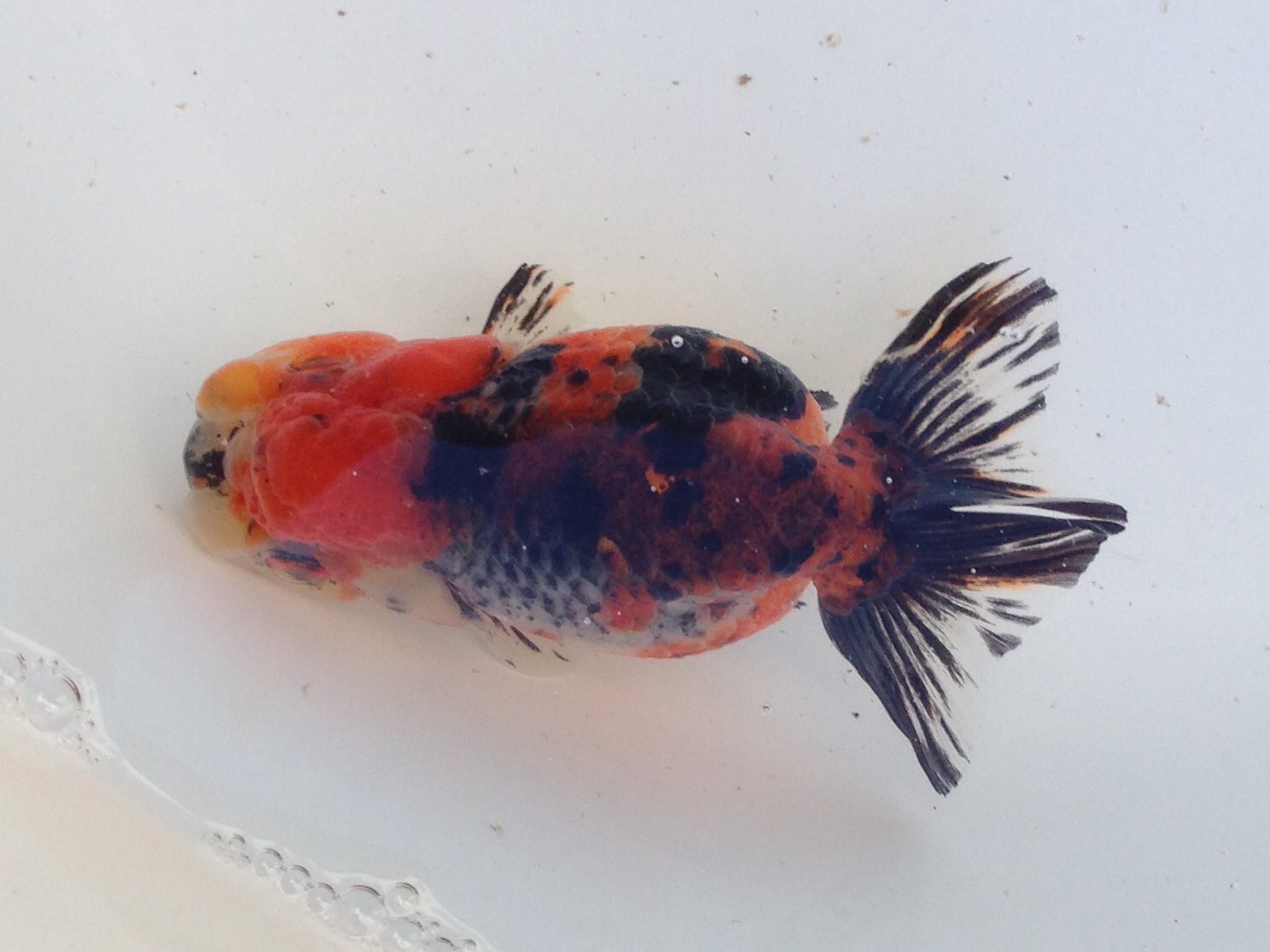 توییتر にくりゅう در توییتر 五色江戸錦丸手 五色江戸錦の中で 一番小さく 丸く 転覆要注意の子 無理はさせられない子 昨年導入時 危うく落ちるところ リフィッシュ エルバで復活 幼い顔がいつの間にか肉瘤など精悍に 片側虎 片側五色 深見養魚場さん توییتر にくりゅう در توییتر 五色江戸錦丸手 五色江戸錦の中で 一番小さく 丸く 転覆要注意の子 無理はさせられない子 昨年導入時 危うく落ちるところ リフィッシュ エルバで復活 幼い顔がいつの間にか肉瘤など精悍に 片側虎 片側五色 深見養魚場さん