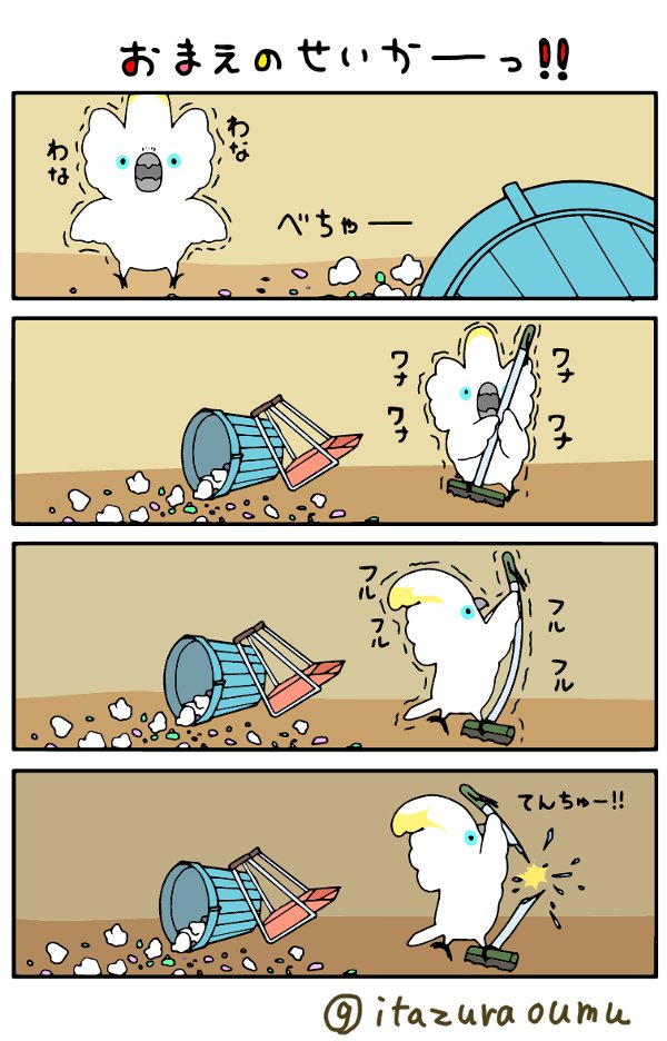 ふんわりオウム　今日のルリメタイハクさん 