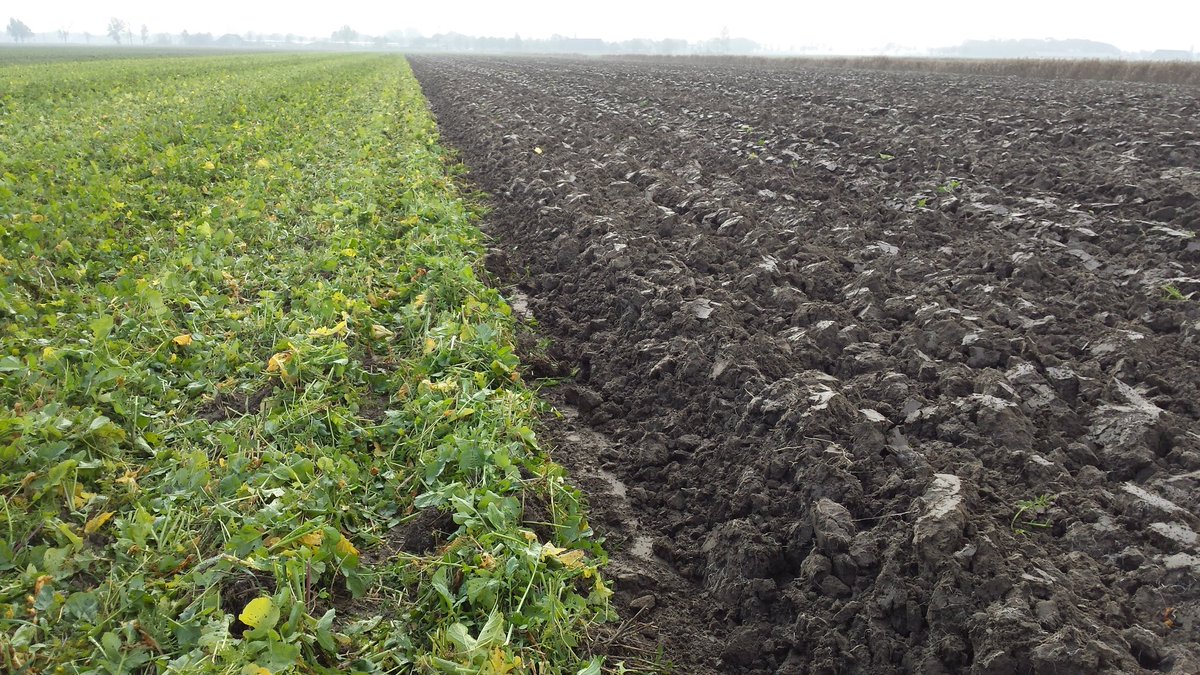 LaurensPersoon's tweet photo. De facelia/klaver/rammenas moet er ook aan geloven. Mooie doorworteling! Deel voorbewerkt met demo Greencutter @Veenma 👌 https://t.co/s0kZp8H4TJ