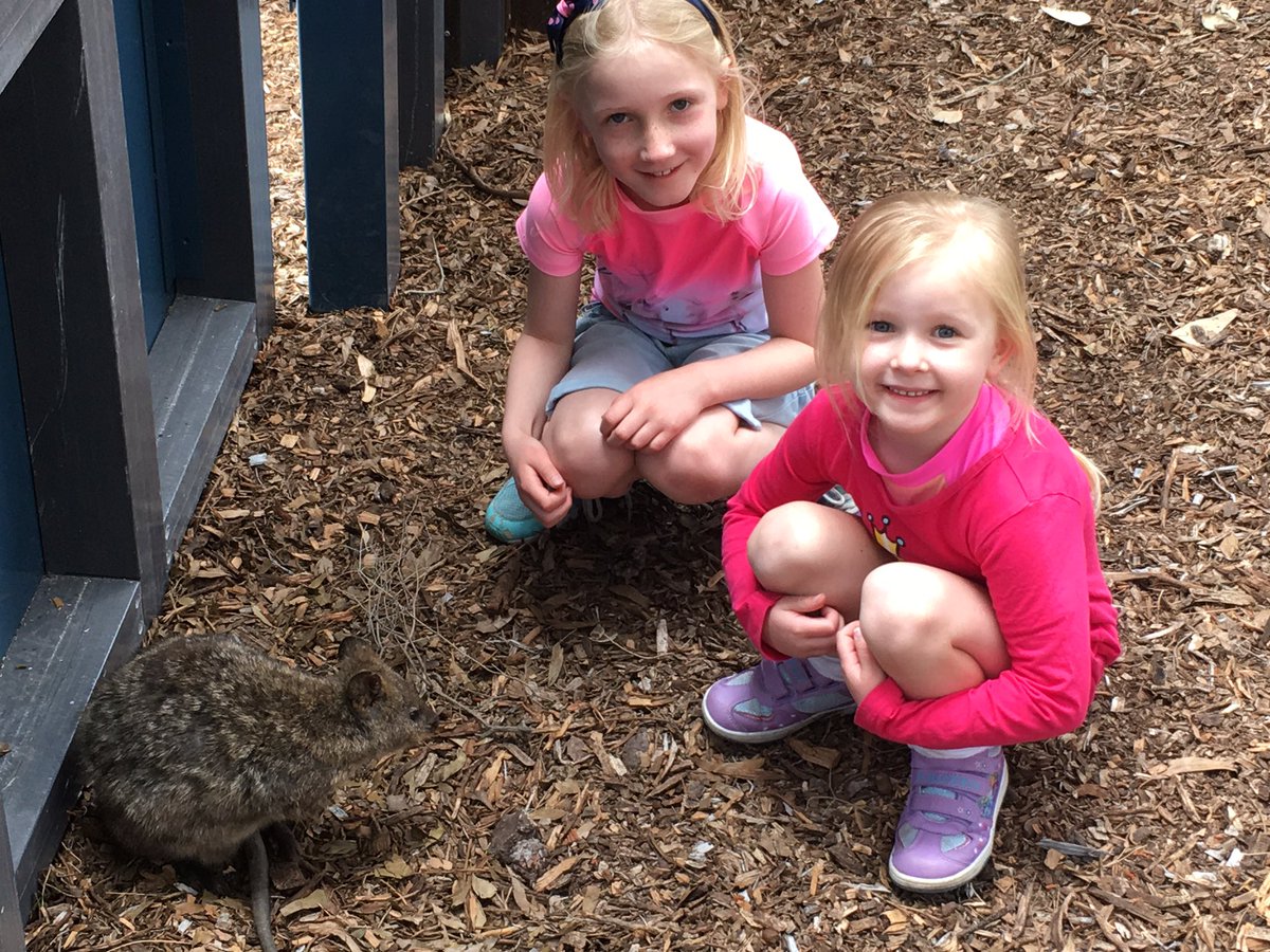 These kids loved meeting all the quokka's at Rottnest Island today. Can you spot the quokka? #quokka #rottnest #kids kidsreview.com.au