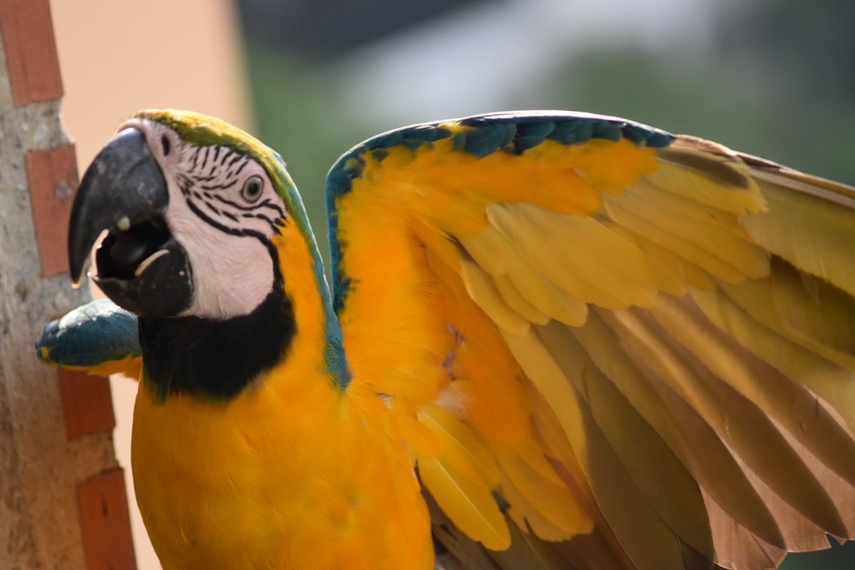 JuanGaranton's tweet photo. Nada como recibir la visita de un ser maravilloso y verlo partir ejerciendo su don de volar en absoluta libertad, feliz sábado https://t.co/XfGQekRsf9