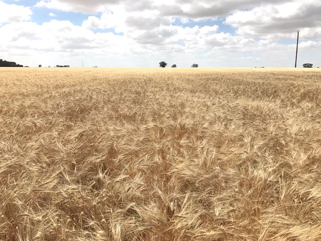 DMAg_consultant's tweet photo. Good pics from Boort with compass standing up well with impact used at seeding #fert #strength #trend https://t.co/Fr5x9QWXej