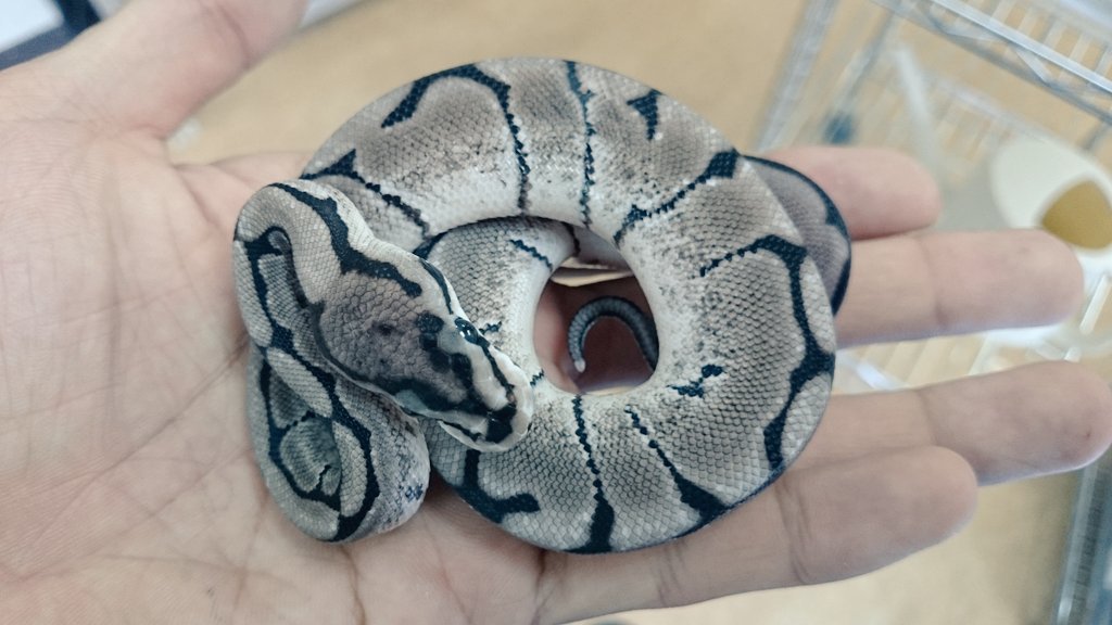 ペポニ インター店 Twitter પર ボールパイソン Vpiアザンスパイダー 白黒のvpiアザンをスパイダーが入ることにより ヘビだけ画像加工されているのではないかというほどの白黒 かな りリーズナブルです 稲村