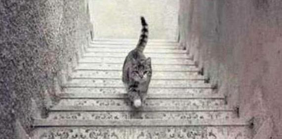 TheCryptoSquire's tweet photo. #TweetEncuentro

1. Da RT 
2. ¿Este gato está subiendo o bajando las escaleras?
3. Sigue a quien te siga

Responde con
#LaHoraMagica977 https://t.co/vvwatZyjMg