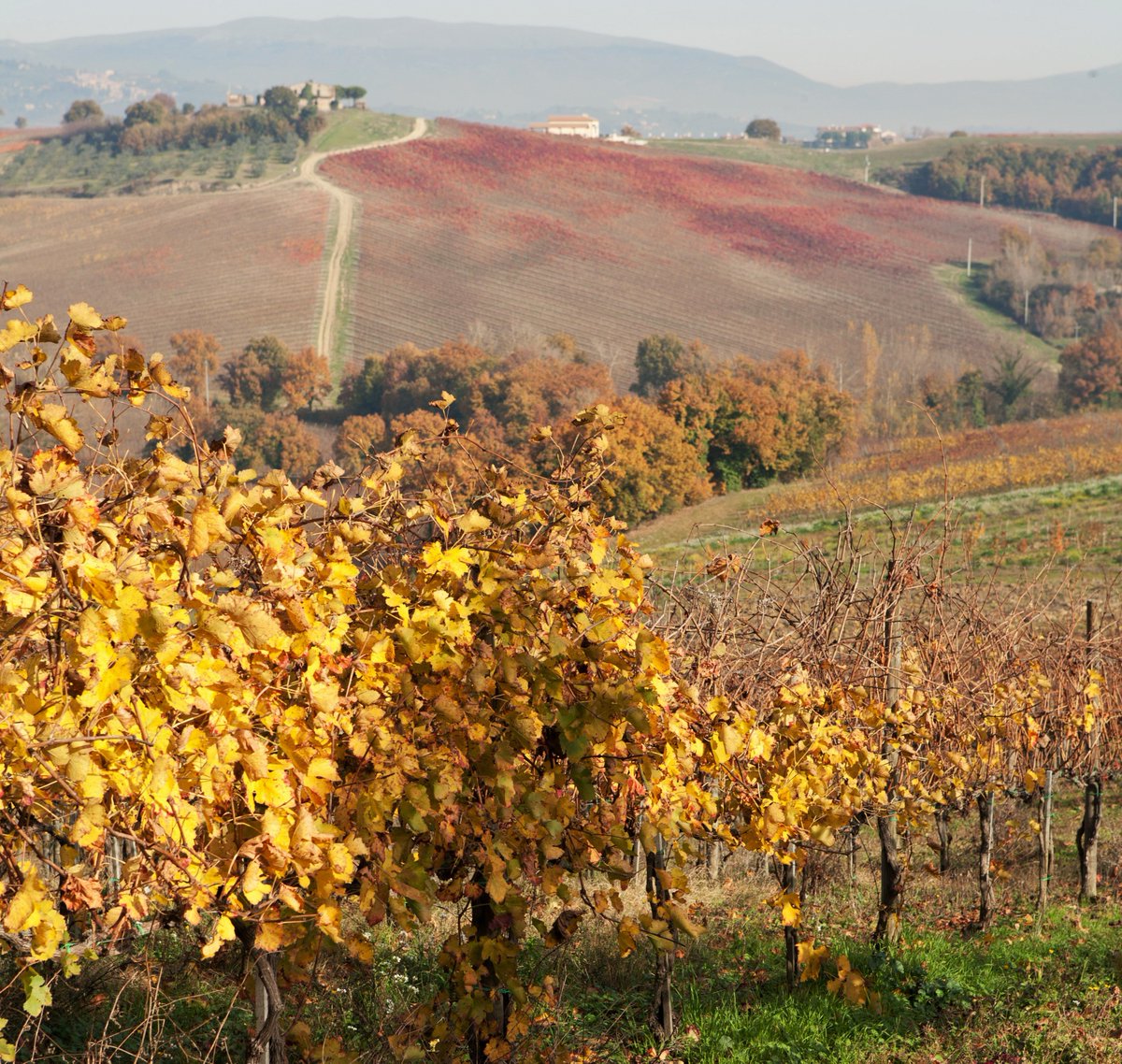 UmbriaMusei's tweet photo. L’#autunno rende l’#Umbria ancora più bella. #Bevagna e #Spello tra i borghi da visitare in questa colorata stagione https://t.co/GNrVaFUF4e https://t.co/XNfPGZHz8M