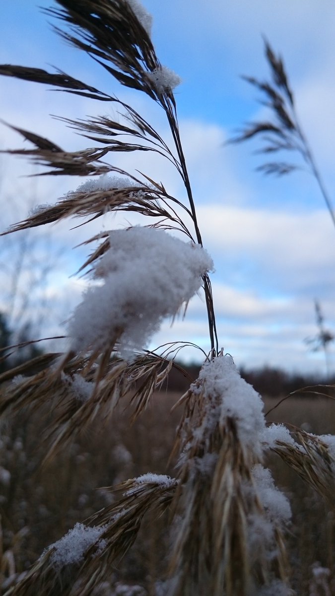 Tussukotka's tweet photo. Retki lintutornille. @sonyxperia #Campfire #XperiaZ3 #BirdTower https://t.co/d60mdZozEW