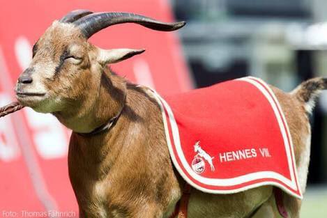 イザカヤベロベロオー 基本的にサッカーファンなので ケルン といえばブンデスリーガのfcケルンを思い浮かべるんだけど 戦艦少女の提督に伝えておきたいことが2つあります 1 Fcケルン創立時 すでに軽巡ケルンは沈んでいる 2 Fcケルンのマスコットはヤギ