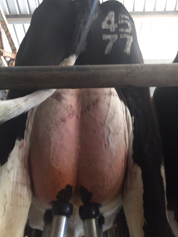 FleyasHolsteins's tweet photo. Fleyas MP Sympatico Bunny calved 20th Oct.  She looks amazing and is milking well. @rainyridgefarms @Semex_Australia https://t.co/98dRfgi3Ve